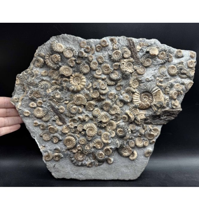 Classic British Lower Jurassic, Lower Lias Calcite ‘Woodstone’ Ammonite Cluster from Charmouth, Dorset, England (SKU A3945):- Fossil Wood, Asteroceras obtusum, Xipheroceras drudrieseri and Promicroceras planicosta