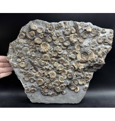 Classic British Lower Jurassic, Lower Lias Calcite ‘Woodstone’ Ammonite Cluster from Charmouth, Dorset, England (SKU A3945):- Fossil Wood, Asteroceras obtusum, Xipheroceras drudrieseri and Promicroceras planicosta