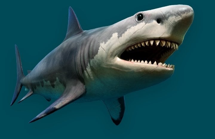 A megalodon shark over a dark blue solid background colour