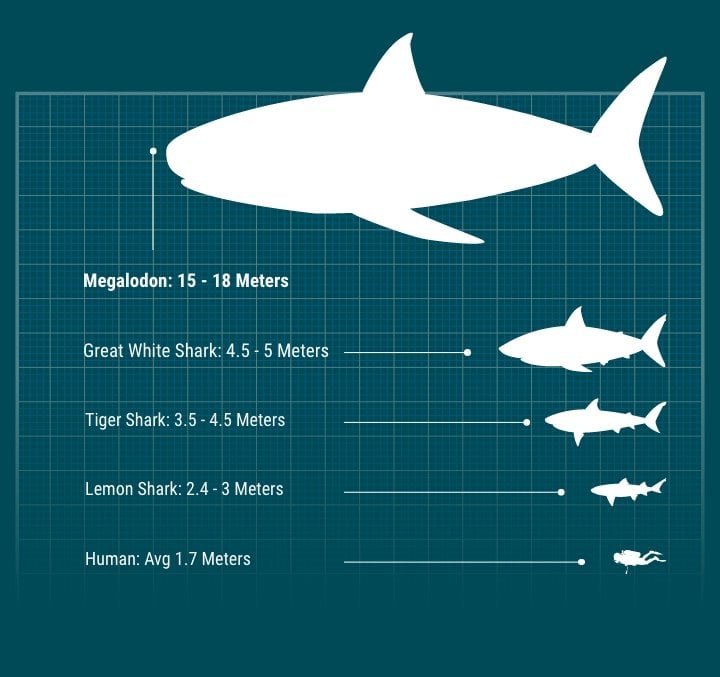 infographic of a Megalodon shark size comparison. Comparing the Megalodon size of 15-18 meters against a great white shark at 4.5-5 meters, a tiger shark at 3.5-4.5 meters, a lemon shark at 2.4-3 meters and the average human of 1.7meters.