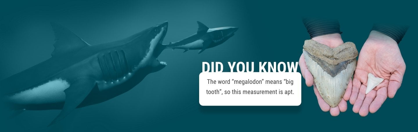 low opacity blue images over an image of a Megalodon shark swallowing a smaller shark whole. Includes a Did you know fact that the word 