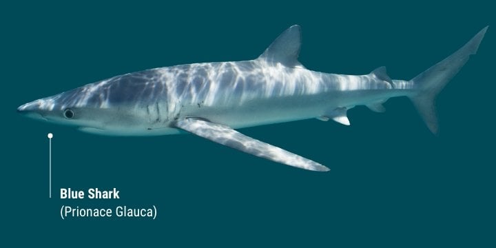 image of a blue shark infront of a dark blue background