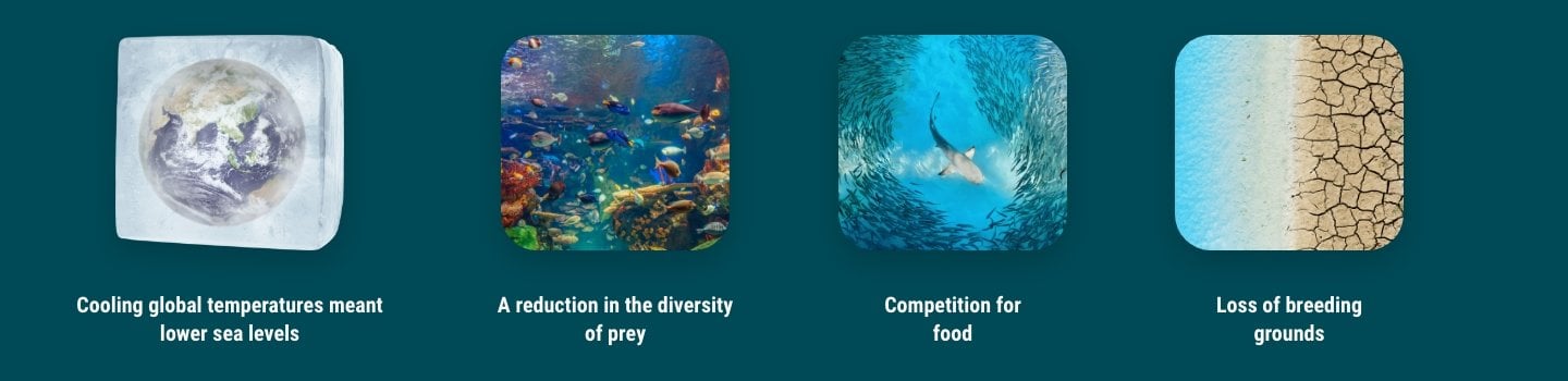infographic showing reasons why the Megalodon Shark went extinct. Includes global cooling temperatures that lowered sea levels, a reduction in diversity of prey, competition for food and a loss of breeding grounds.