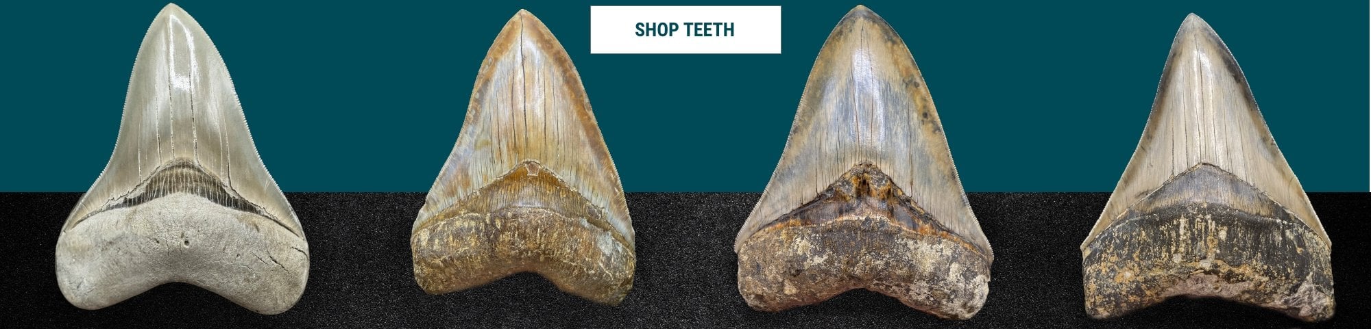 image of Megalodon shark teeth that can be purchased from Fossils-uk.com