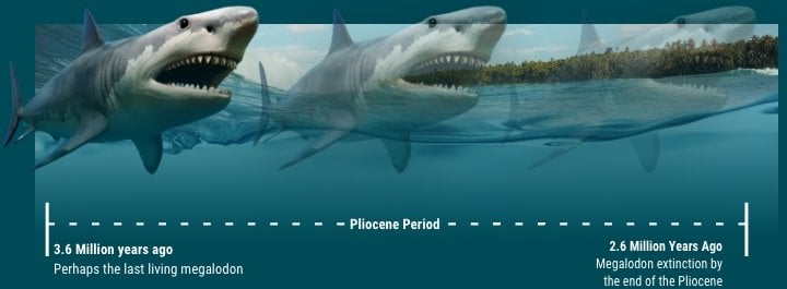 infographic showing the evolution of the Megalodon shark from 3.6 million years ago to 2.6 million years ago.