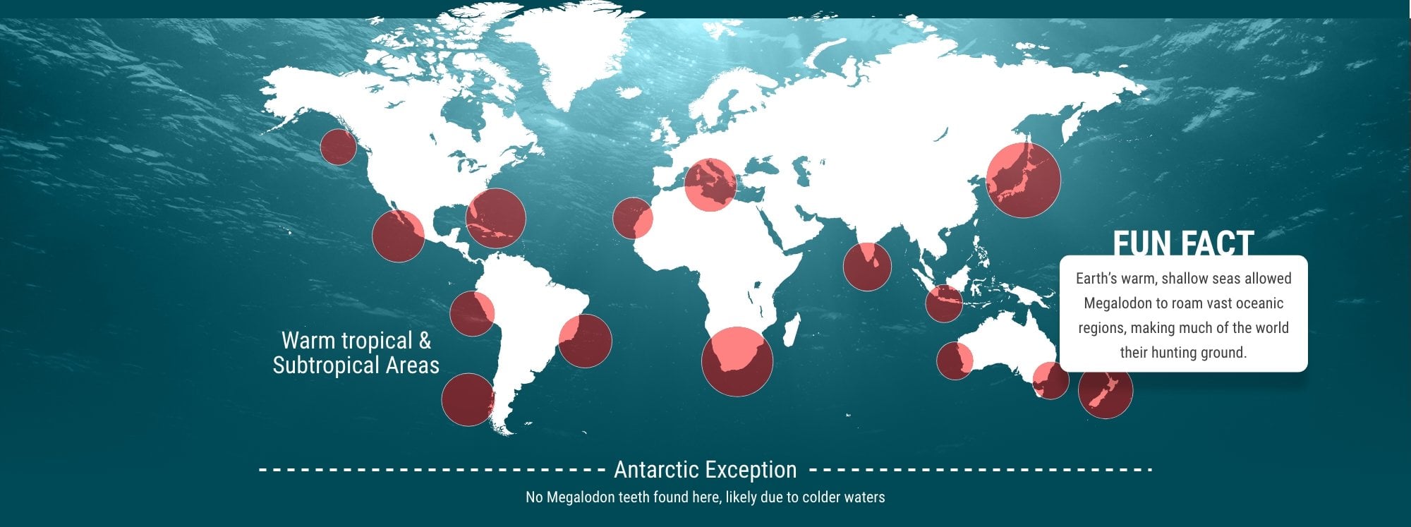 illustration of the world map showing the hot spot areas where Megalodon sharks likely lived. including a fun fact that reads 