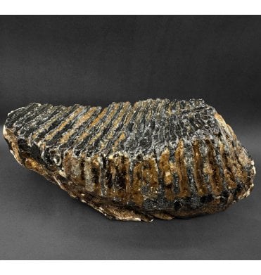 Complete Adult Woolly Mammoth Tooth from the North Sea (SKU V9241):- Mammuthus primigenius