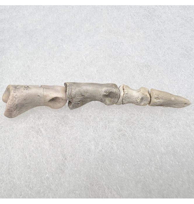 Complete Mammal Toe from the Early Oligocene, South Dakota, USA (SKU V7747)