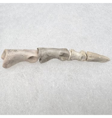 Complete Mammal Toe from the Early Oligocene, South Dakota, USA (SKU V7747)