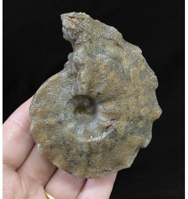 Cretaceous Agitised Ammonite from Assa, Morocco (SKU A2053)