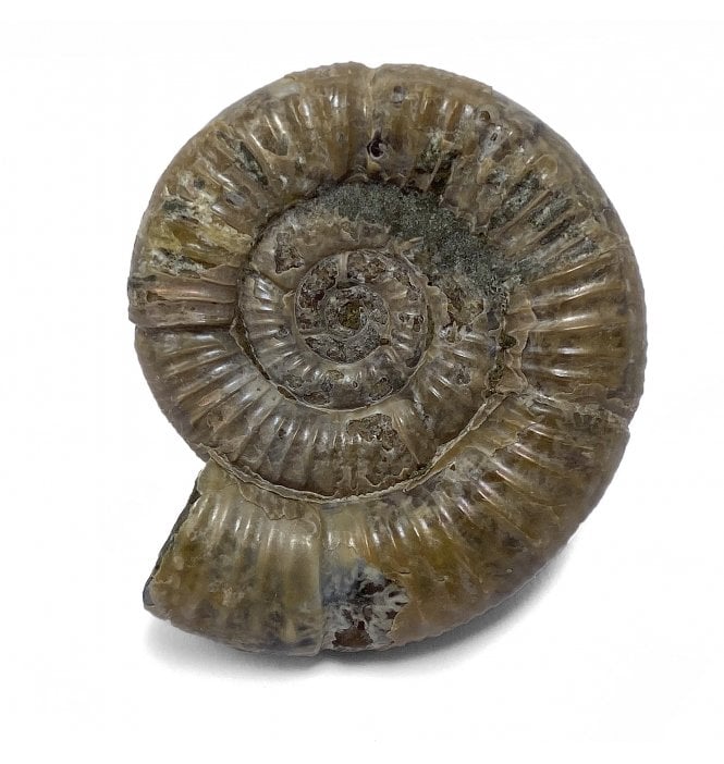 Cretaceous Ammonite from Madagascar (SKU A2557):- Neosilesites madagascarensis