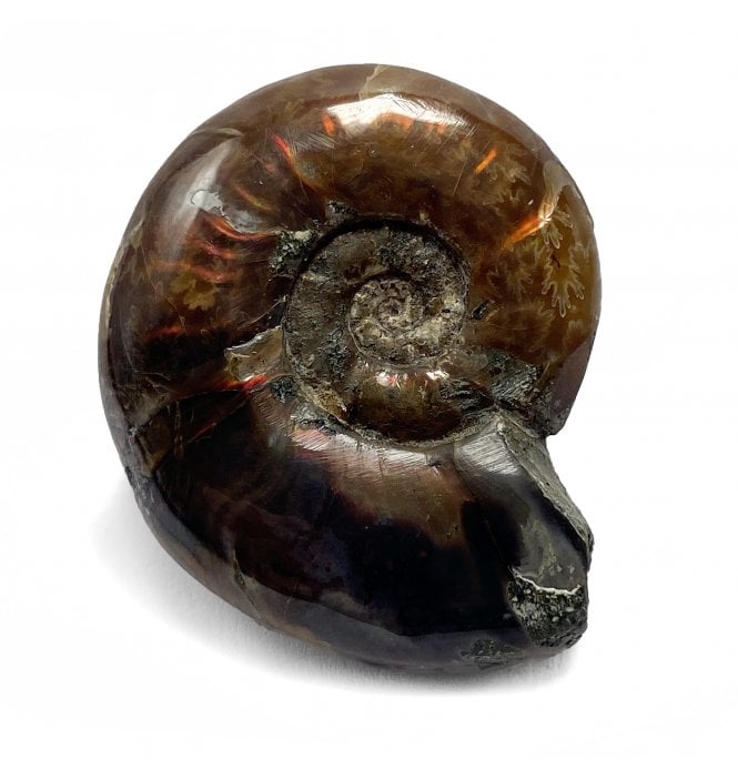 Cretaceous Ammonite from Madagascar (SKU A2614)