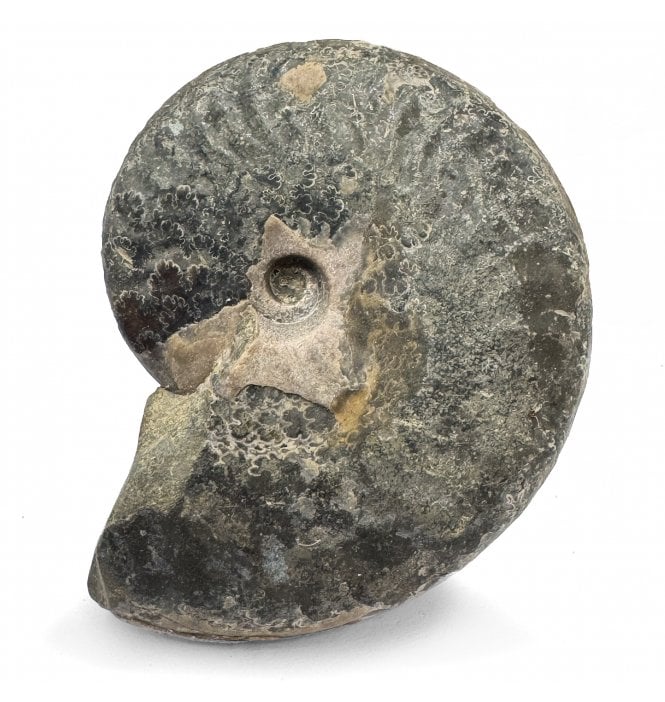 Cretaceous Ammonite from Madagascar (SKU A3295):- Aconeiceras nisus