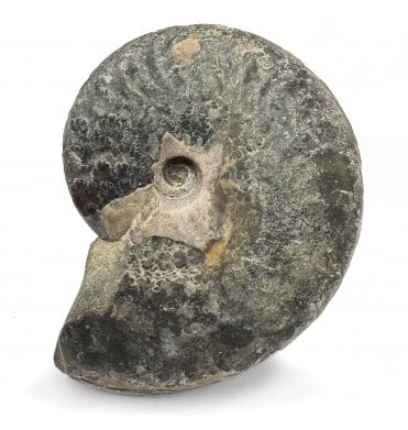 Cretaceous Ammonite from Madagascar (SKU A3295):- Aconeiceras nisus