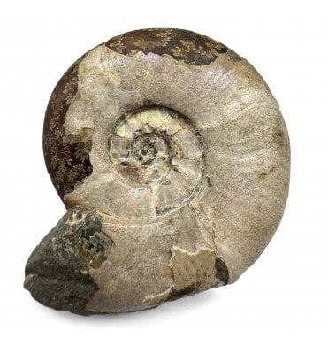 Cretaceous Ammonite from Madagascar (SKU A3296):- Puzosia planulata