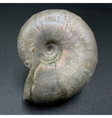 Cretaceous Ammonite from Madagascar (SKU A3469):- Desmoceras latidorsatus