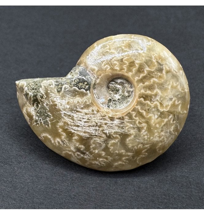 Cretaceous Ammonite from Madagascar (SKU A4507):- Cleoniceras (Aioloceras) besairiei