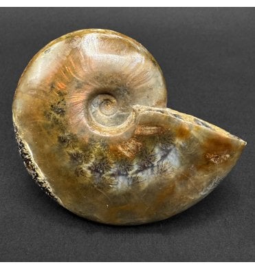 Cretaceous Ammonite from Madagascar (SKU A5070):- Cleoniceras (Aioloceras) besairiei