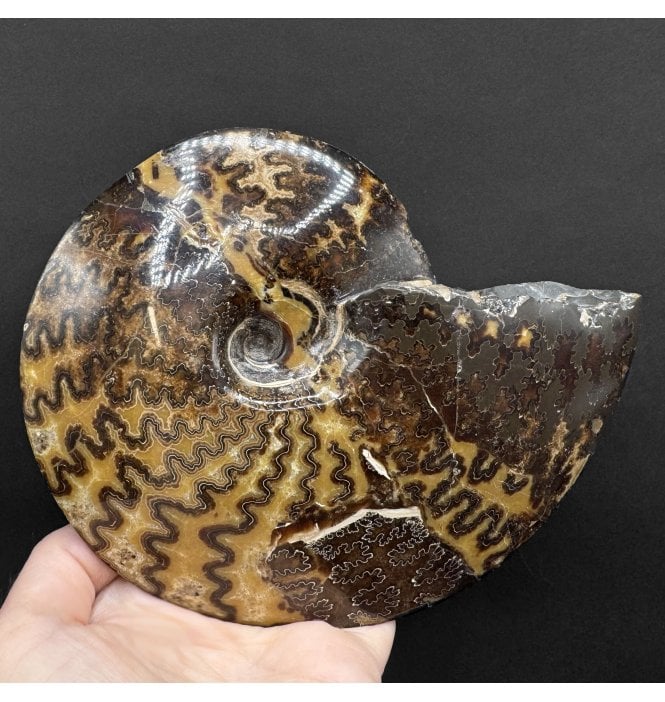 Cretaceous Ammonite from South Dakota, USA  (A4871):- Placenticeras cf. meeki