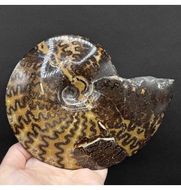 Cretaceous Ammonite from South Dakota, USA  (A4871):- Placenticeras cf. meeki