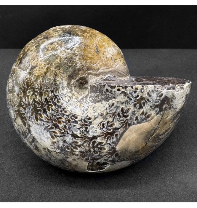 Cretaceous Ammonite from Tulear, Madagascar (SKU A4650):- Phylloceras velledae