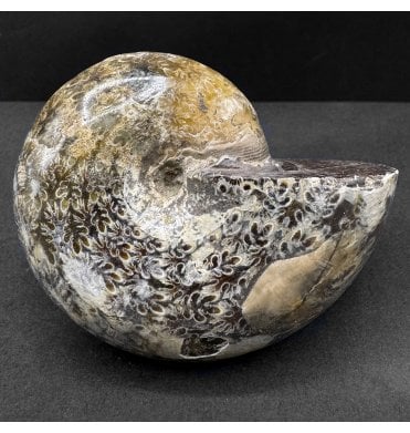 Cretaceous Ammonite from Tulear, Madagascar (SKU A4650):- Phylloceras velledae
