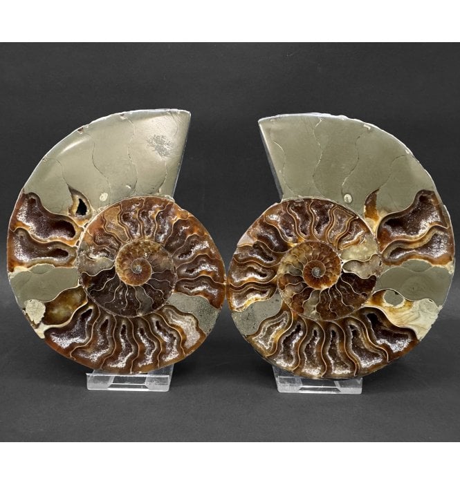 Cretaceous Ammonite Pair from Madagascar (SKU A4794):- Cleoniceras (Aioloceras) besairiei