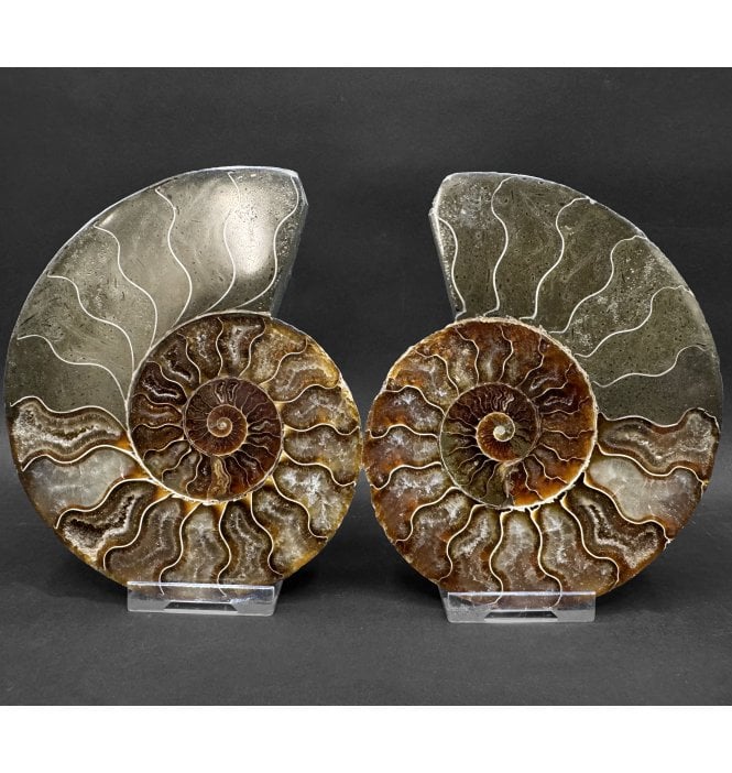 Cretaceous Ammonite Pair from Madagascar (SKU A4795):- Cleoniceras (Aioloceras) besairiei