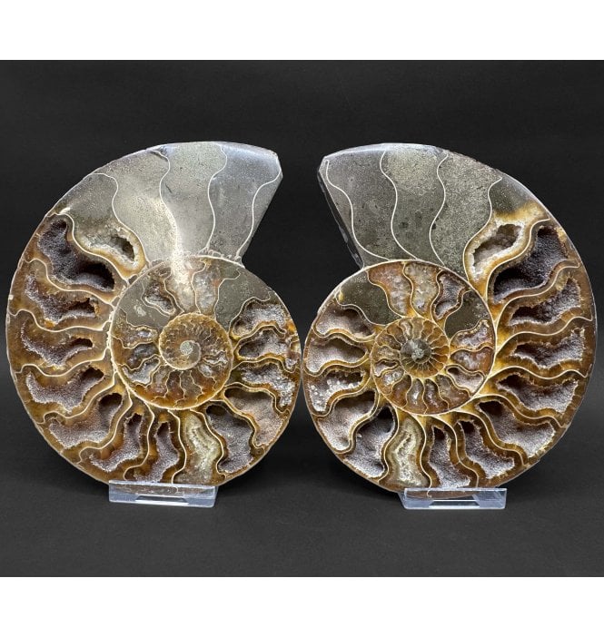 Cretaceous Ammonite Pair from Madagascar (SKU A4852):- Cleoniceras (Aioloceras) besairiei