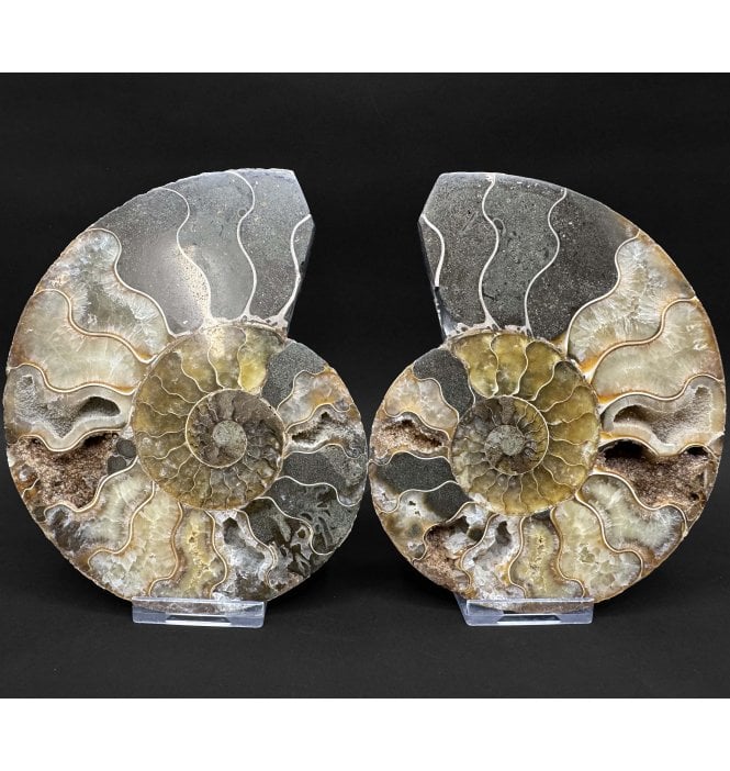 Cretaceous Ammonite Pair from Madagascar (SKU A4853):- Cleoniceras (Aioloceras) besairiei