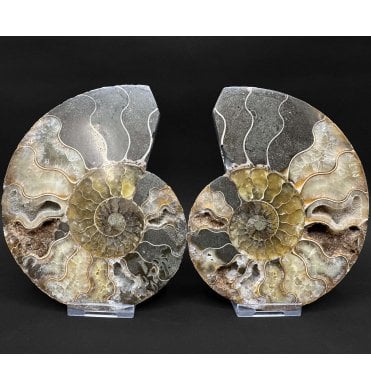 Cretaceous Ammonite Pair from Madagascar (SKU A4853):- Cleoniceras (Aioloceras) besairiei