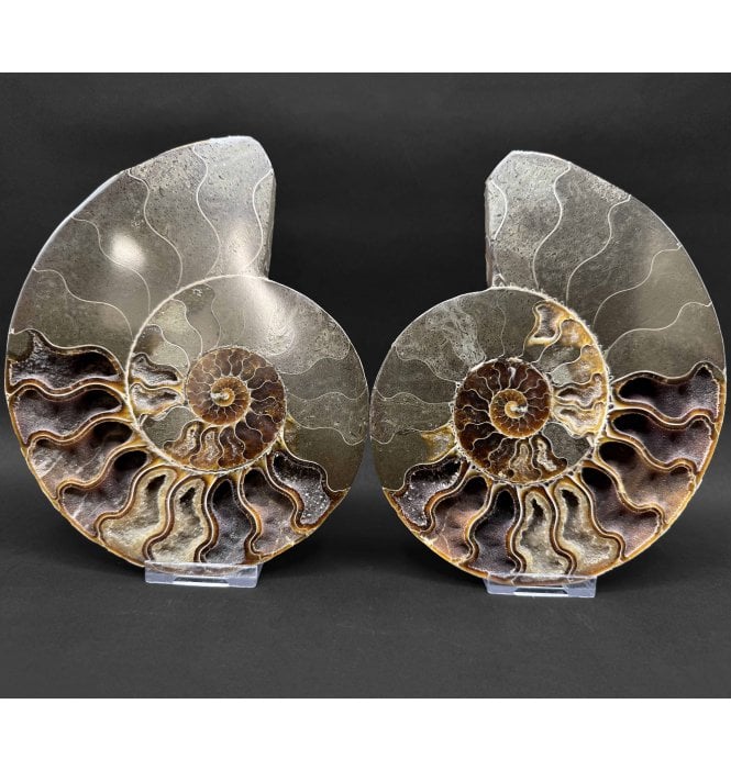 Cretaceous Ammonite Pair from Madagascar (SKU A4857):- Cleoniceras (Aioloceras) besairiei