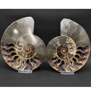 Cretaceous Ammonite Pair from Madagascar (SKU A4857):- Cleoniceras (Aioloceras) besairiei