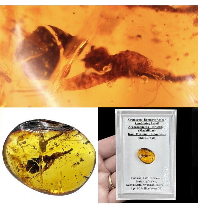 Cretaceous Burmese Amber Containing Fossil Archaeognatha - Bristletail (Machilidae) from Myanmar, Indonesia (SKU OF4135):- Machilis sp.