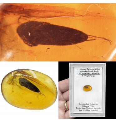 Cretaceous Burmese Amber Containing Fossil Beetle from Myanmar, Indonesia (SKU OF4155):- Coeloptera sp.