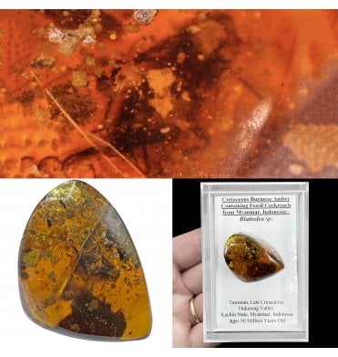 Cretaceous Burmese Amber Containing Fossil Cockroach from Myanmar, Indonesia (SKU OF4154):- Blattodea sp.