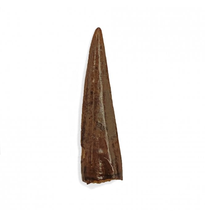 Cretaceous Coelurosaur Theropod Tooth from the Hell Creek Formation, Montana, USA (SKU V4395):- Richardoestesia cf. gilmorei