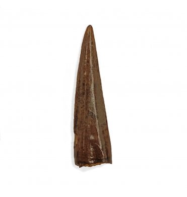 Cretaceous Coelurosaur Theropod Tooth from the Hell Creek Formation, Montana, USA (SKU V4395):- Richardoestesia cf. gilmorei