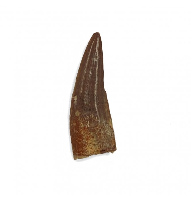Cretaceous Coelurosaur Theropod Tooth from the Hell Creek Formation, Montana, USA (SKU V4396):- Richardoestesia cf. gilmorei