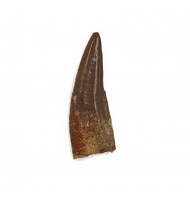 Cretaceous Coelurosaur Theropod Tooth from the Hell Creek Formation, Montana, USA (SKU V4396):- Richardoestesia cf. gilmorei
