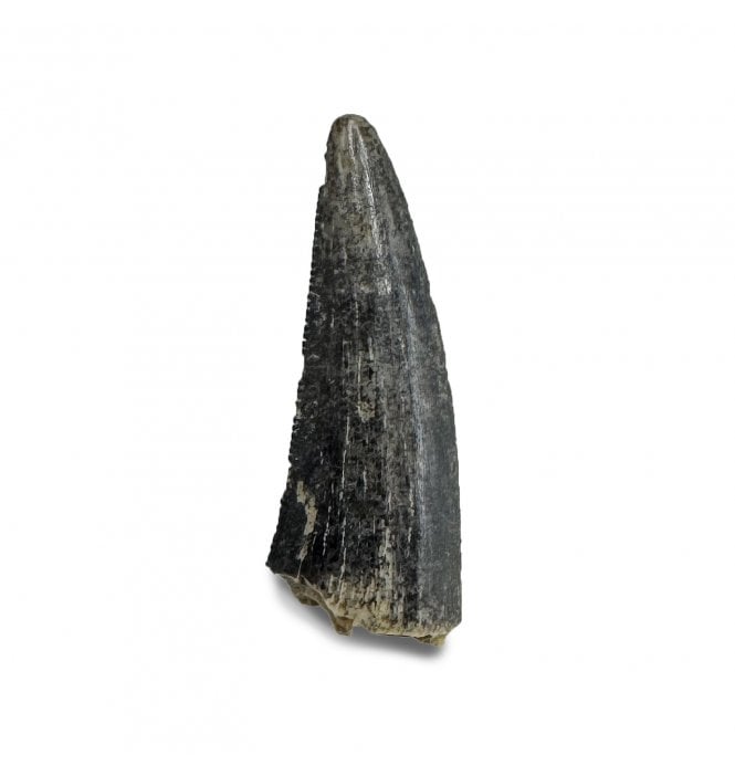 Cretaceous Coelurosaur Theropod Tooth from the Hell Creek Formation, Montana, USA (SKU V6420):- Richardoestesia cf. gilmorei
