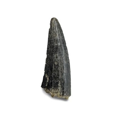 Cretaceous Coelurosaur Theropod Tooth from the Hell Creek Formation, Montana, USA (SKU V6420):- Richardoestesia cf. gilmorei