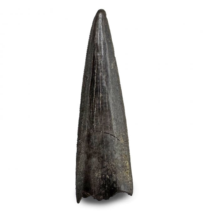 Cretaceous Coelurosaur Theropod Tooth from the Hell Creek Formation, Montana, USA (SKU V8814):- Richardoestesia cf. gilmorei