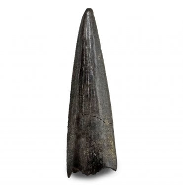 Cretaceous Coelurosaur Theropod Tooth from the Hell Creek Formation, Montana, USA (SKU V8814):- Richardoestesia cf. gilmorei