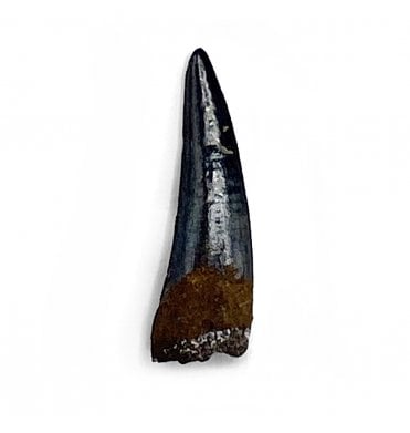 Cretaceous Coelurosaur Theropod Tooth from the Hell Creek Formation, South Dakota, USA (SKU V5481):- Richardoestesia cf. gilmorei