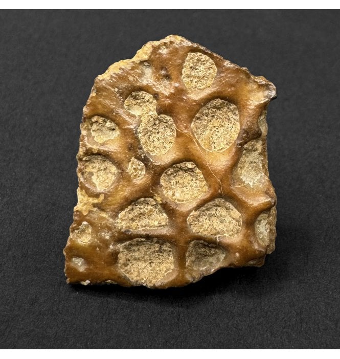 Cretaceous Crocodile Dermal Scute from Kem Kem, Morocco (SKU V9300):- Elosuchus cherifiensis