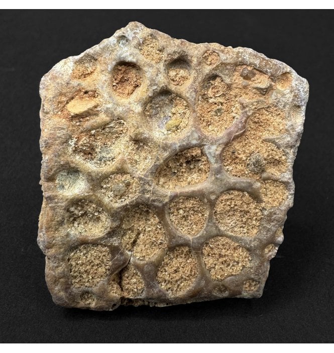 Cretaceous Crocodile Dermal Scute from Kem Kem, Morocco (SKU V9301):- Elosuchus cherifiensis
