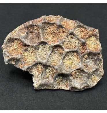 Cretaceous Crocodile Dermal Scute from Kem Kem, Morocco (SKU V9335):- Elosuchus cherifiensis