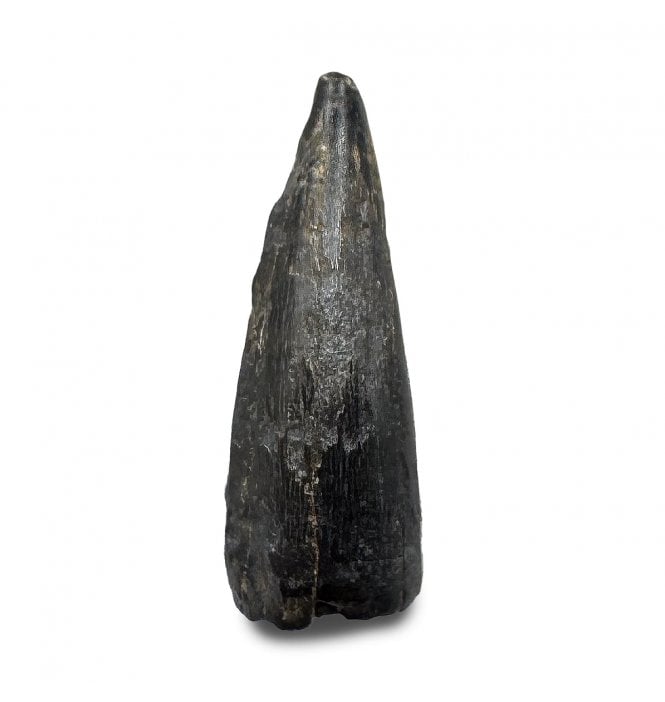 Cretaceous Crocodile Tooth from Judith River Formation, USA (SKU V9197):- Leidyosuchus Canadensis