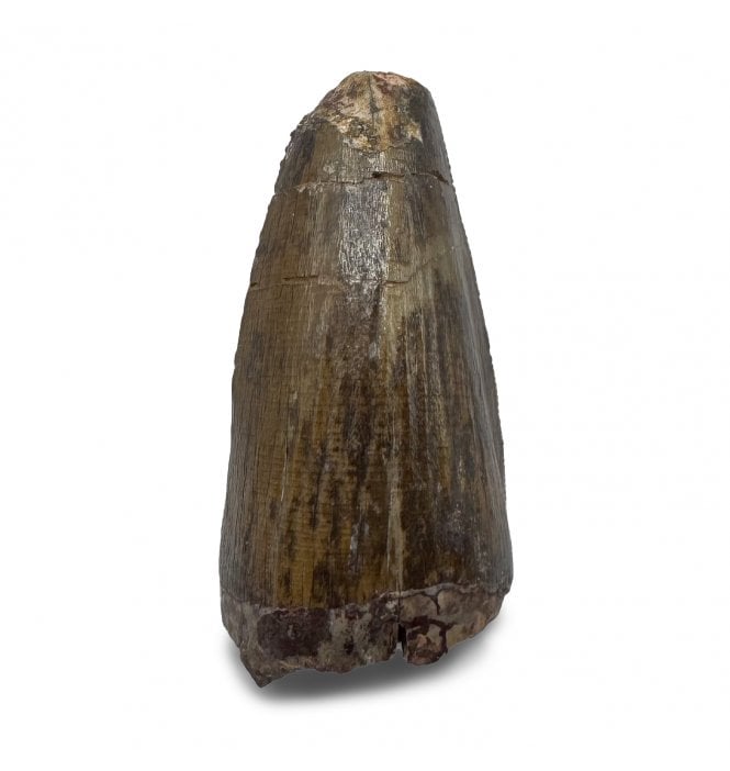 Cretaceous Crocodile Tooth from Judith River Formation, USA (SKU V9198):- Leidyosuchus Canadensis